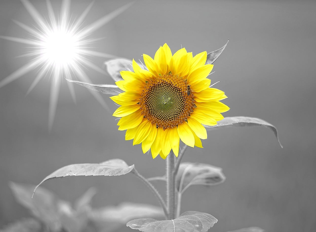 sunflower, sunshine, nature, yellow, summer, flower, gray summer, gray sunshine, gray sunflower-972115.jpg